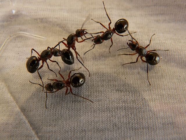 Mravenci bývají velmi dobře organizovaní