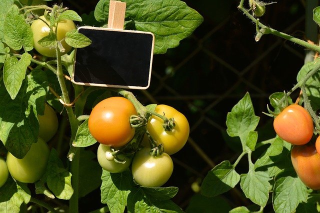 Ve vyvýšeném záhonu můžeet pěstovat třeba oblíbená rajčata