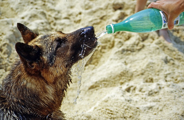 Ochlazení psa vodou